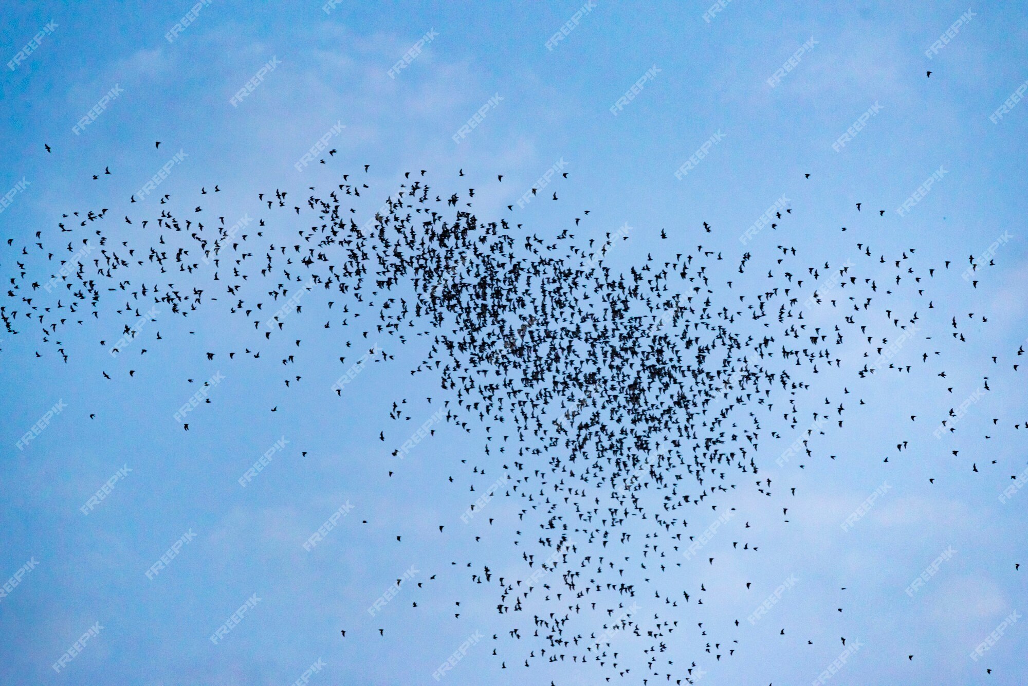 bats flying out of cave