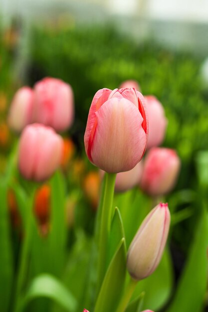 Un sacco di bei tulipani multicolori che crescono nella serra in primavera come concetto di fiori