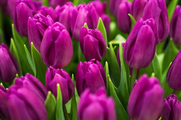 温室の庭の畑に生えているたくさんの美しい色とりどりのチューリップredyellowvioletorangepinktulups春のたくさんのチューリップの花のコンセプト
