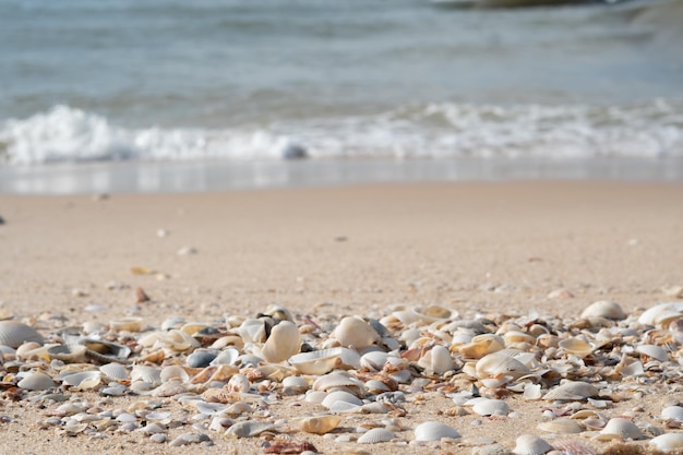 많은 큰 조개가 해변 모래 바다 물 가장자리 거품을 닫습니다 따뜻한 음색 자연 배경 신선한 태양의 날