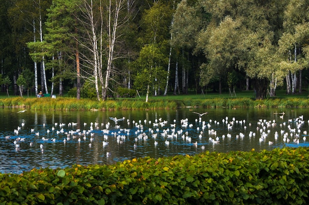 Photo a lot of birds over the lake. russia. gatchina.