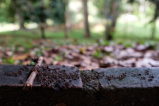 A lot of black asian ants traveling in a row