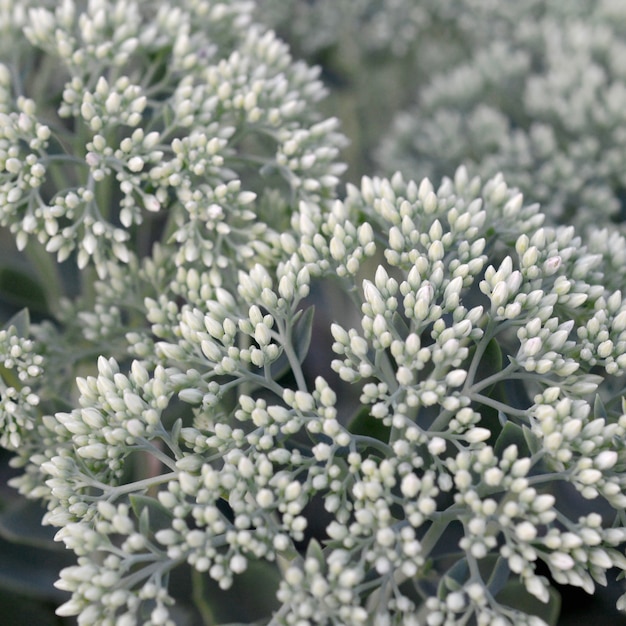 Lot of blooming Hylotelephium telephium white flowers with green leaves and stems