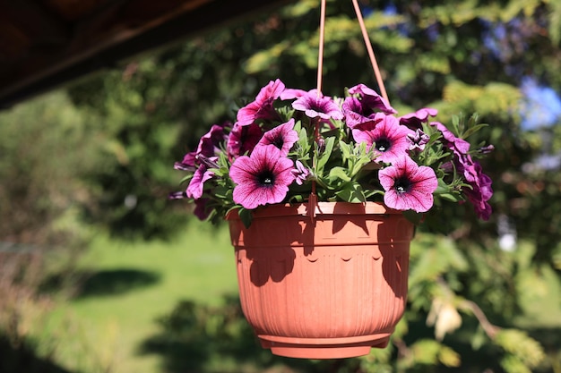 A lot of bright lilac flowers of petunia axilla in a pot with a blurred background in the garden