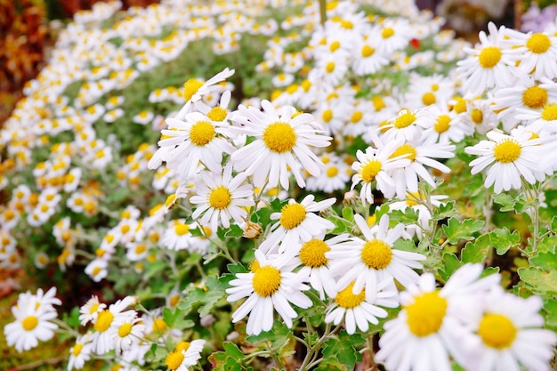 Lot of Camomile flower in the park