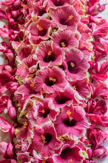 A lot of candied hibiscus flowers