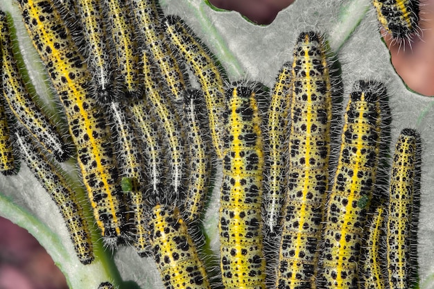 Lot of caterpillars on cabbage