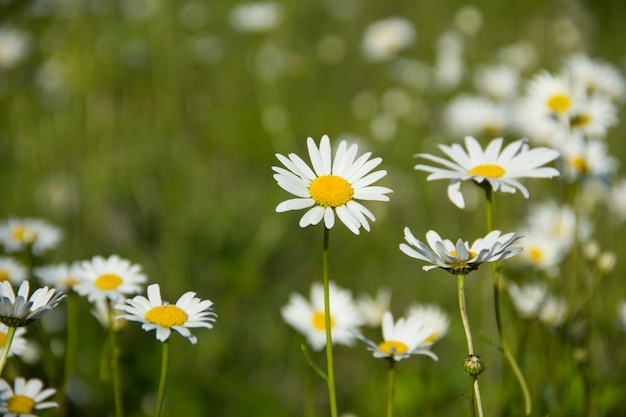 A lot of chamomile on a green meadow