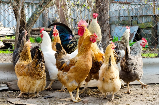 A lot of chicken on a rural farm outdoors