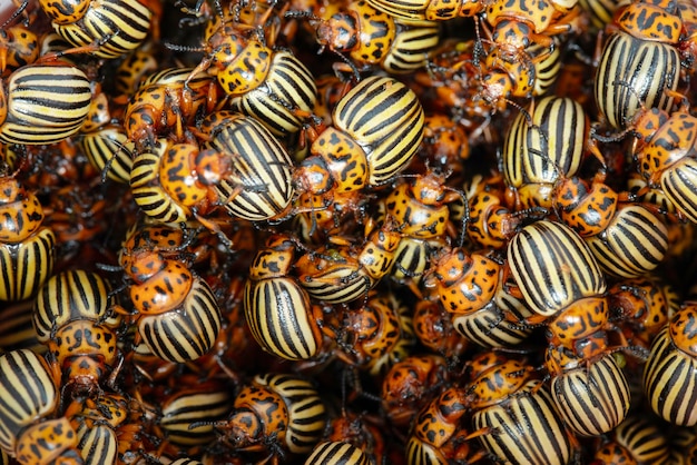 Photo a lot of colorado potato beetles