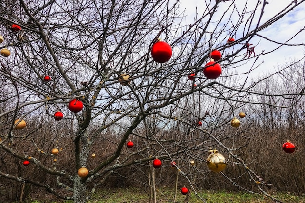 Lot of colorful christmas balls on a tree in the forest during hiking detail