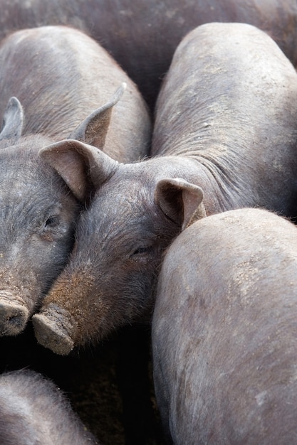 A lot of crowded piggies in a farm