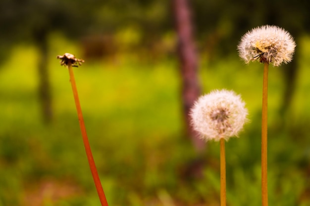 Lot of dandelions closeup on nature in spring against backdrop of green nature Template for summer