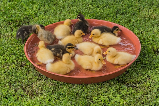 lot of dear little fluffy indian runner ducks sitting in a bowl with water