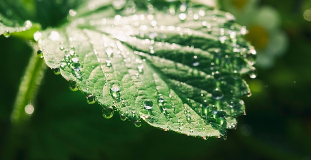 A lot of dew drops on the strawberries leaves in the morning