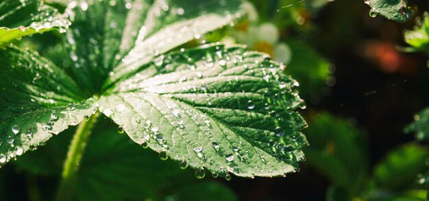 A lot of dew drops on the strawberries leaves in the morning