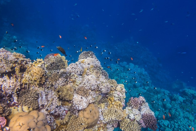 много разных рыб на красочных коралловых рифах с глубокой голубой водой