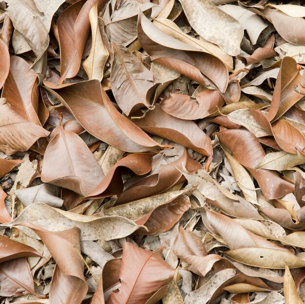 A lot of dry leaves lying on the ground