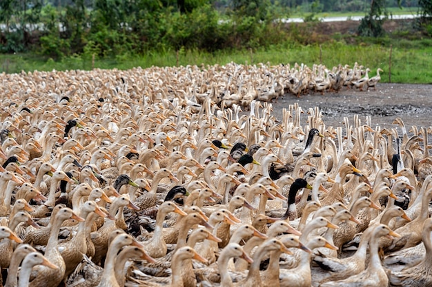 Photo a lot of ducks in vietnam, industry farm concept
