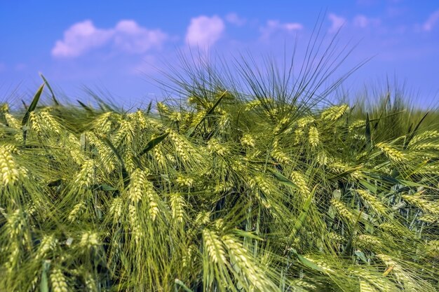 Photo a lot of ears of brewing barley against the blue sky and clouds