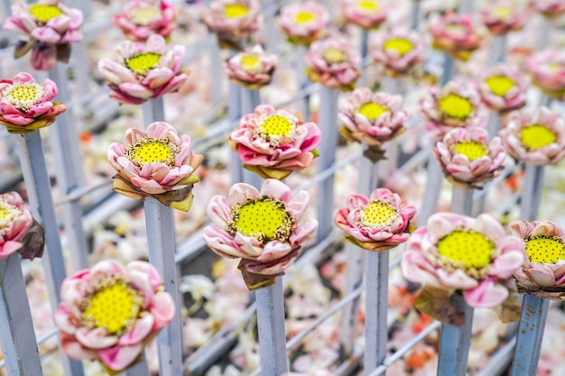 多くのピンクと白の蓮の花のイベントの背景やイベントや背景のアイデアで低下します。