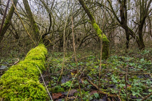 Photo lot of fresh green moss on the trees in the winter