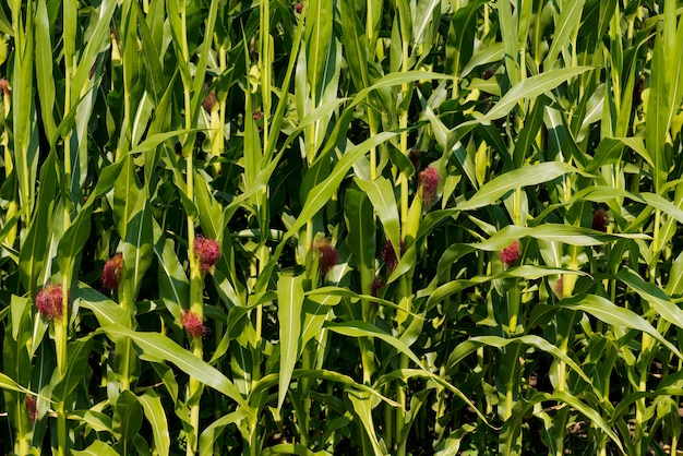 The lot of fresh small corn cob with hairs on the tip.