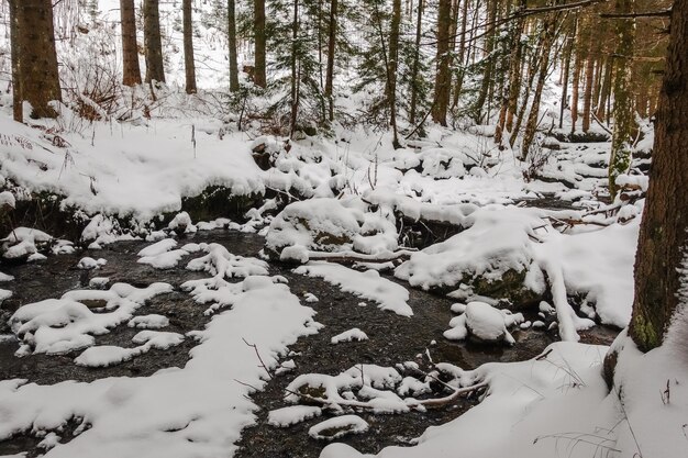 ハイキング中に小川のある森の中の新鮮な白い雪がたくさん