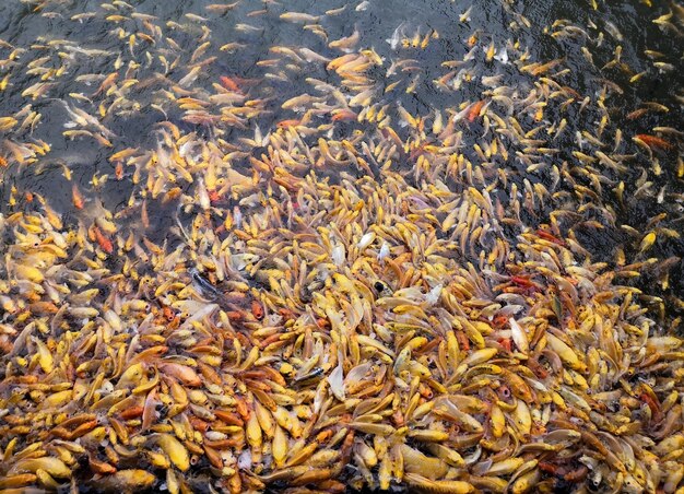 Foto un sacco di pesci koi dorati o di lusso sciamano nella stessa direzione per venire a mangiare nello stagno dei pesci