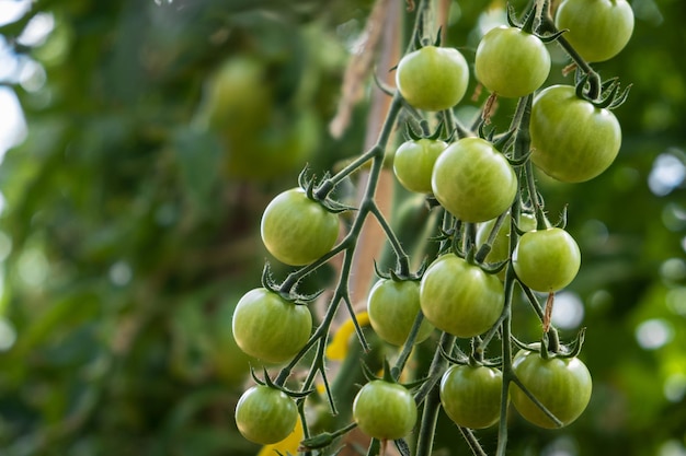 A lot of green tomatoes on a bush in a greenhouse