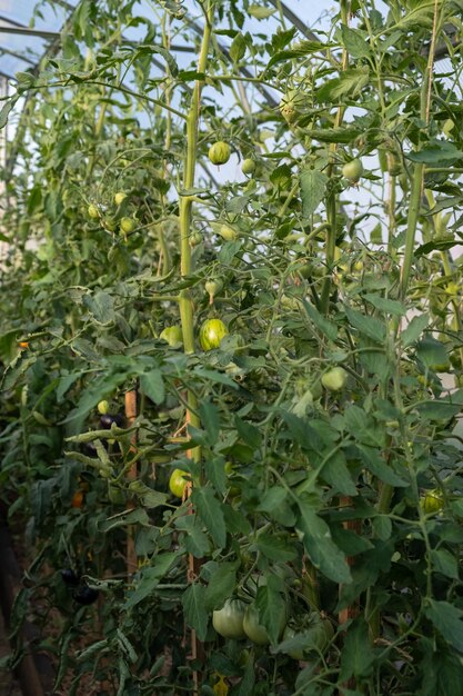A lot of green tomatoes on a bush in a greenhouse
