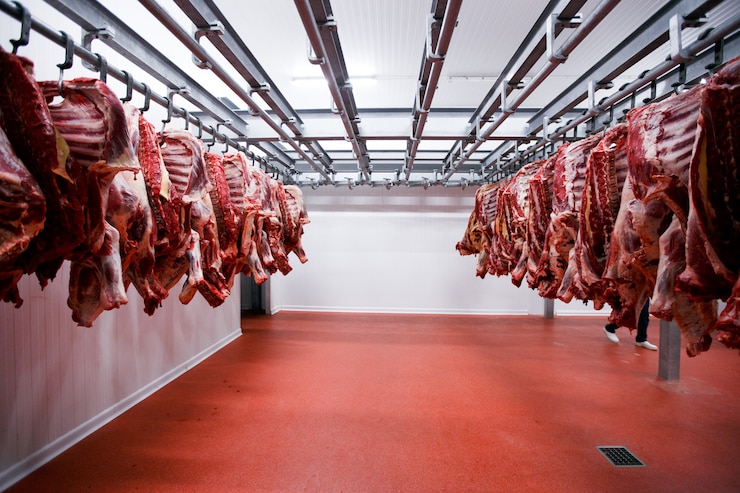 Photo a lot of half cow chunks fresh hung and arranged in a row in a large fridge in the fridge meat industry.