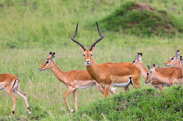 Много антилоп импала в траве кенийской саванны