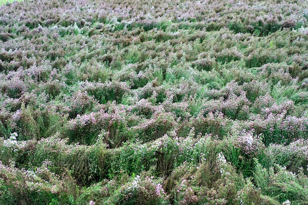 A lot of little purple flowers and the green leaf in the garden for background