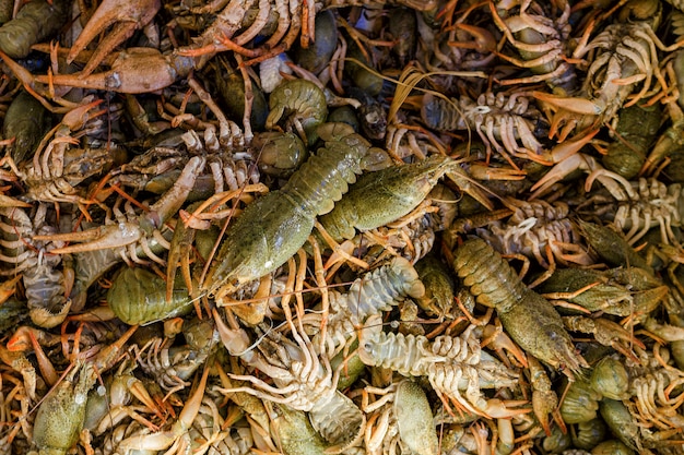 A lot of live crayfish in a box close up.