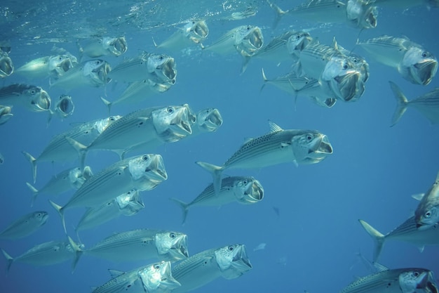 写真 口を開けて近くを泳ぐ大きな口のサバの魚がたくさん