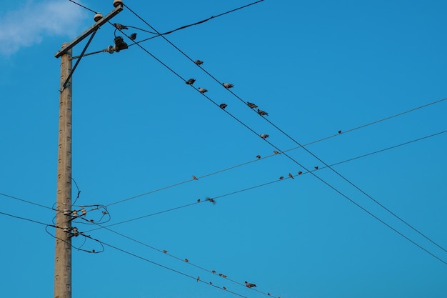 写真 ワイヤーに座っているたくさんの鳥青い空の背景電車の高電圧線の鳥の群れ