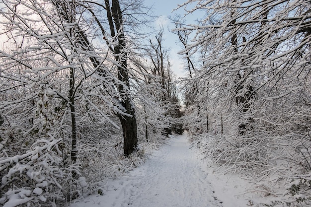 写真 ハイキング中に道に積もった雪