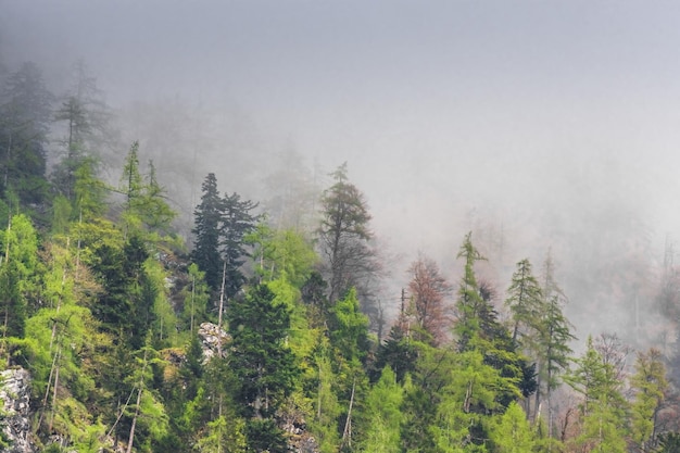 lot of pine trees on a rocky mountain with dense fog in spring