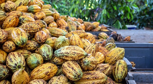 チョコレート工場では、黄色に熟したカカオの山が地面にたくさんのカカオのさやが置かれています