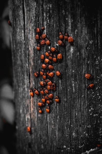 A lot of Pyrrhocoris apterus sits on a tree. The soldier bug or red bug sits on wood