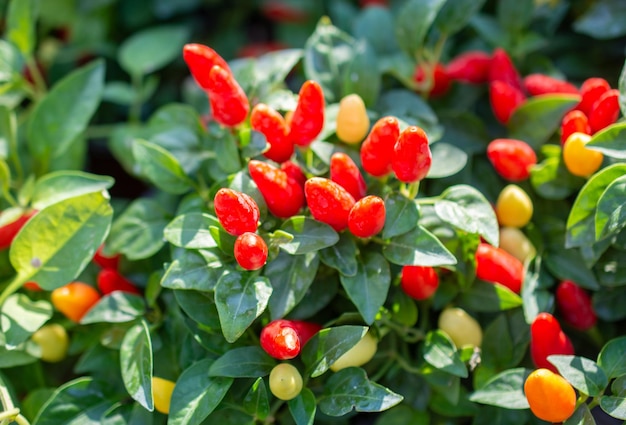 Foto un sacco di piante di peperoncino rosso come sfondo alimentare