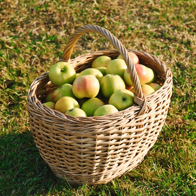 Много красно-зеленых зрелых яблок в плетеной корзине на траве Время садоводства и сбора урожая