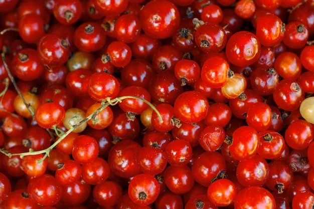 A lot of red ripe currants macro photo