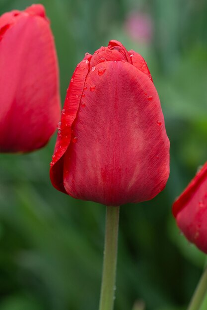Много красных тюльпанов в поле Красивый красный тюльпан в поле на ферме тюльпанов