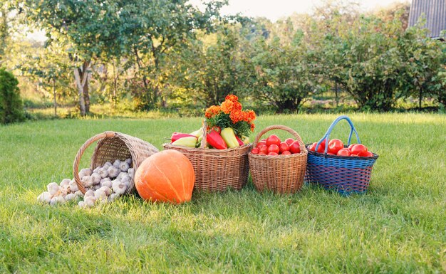 Molte, belle verdure sono in ceste sul prato