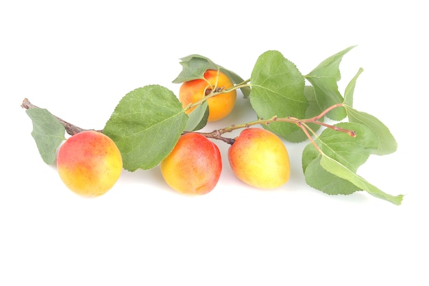 A lot of ripe fresh apricot on a branch on a white background. isolated