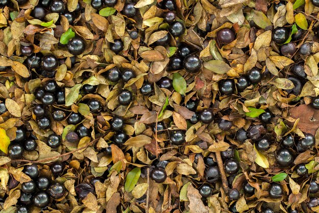 A lot of ripe Jaboticaba fallen in the ground - flat lay full-blown fruits