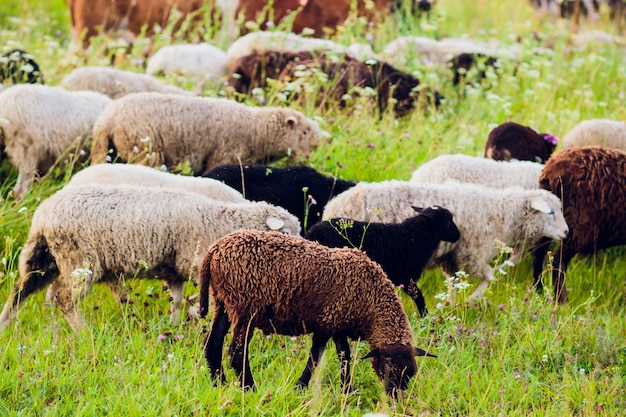 A lot sheep on beautiful green meadow