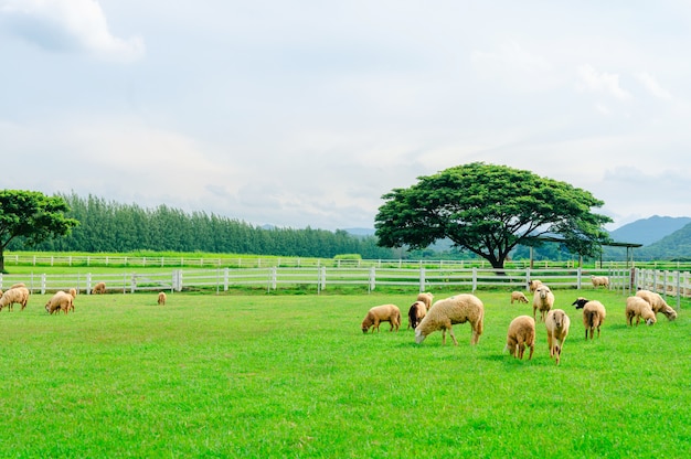 A lot sheep on meadow,Flock of sheeps grazing in green farm